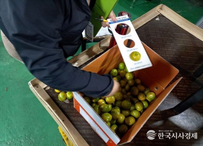 감귤유통지도 요원