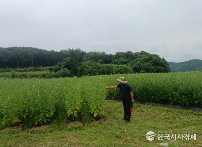 남원시 최초 고품질 참깨 신품종 수확