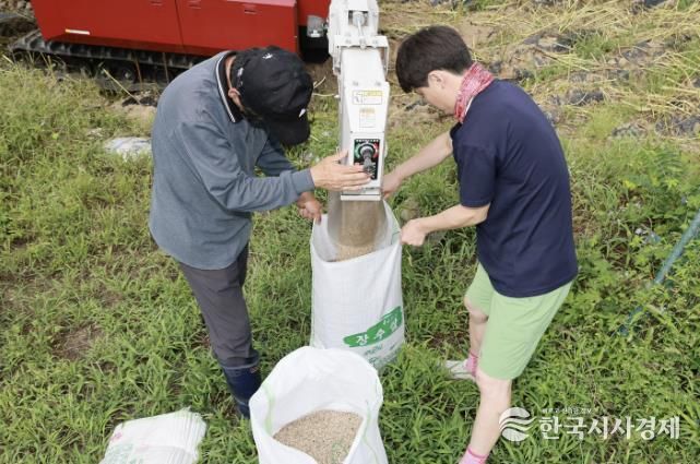 예천군, 하니올 참깨 콤바인 수확 시연
