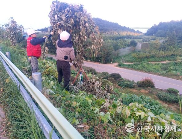 고흥군, 국도변 칡덩굴 제거로 가로수 경관 개선 나서