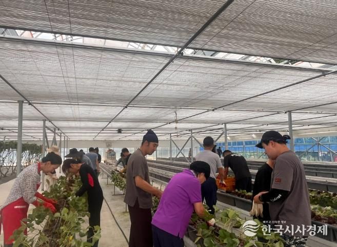 고창군 체류형농업창업지원센터 교육생 딸기 정식 실습