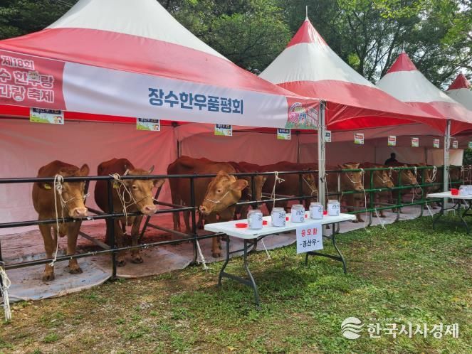 장수군, 제19회 장수한우랑사과랑 축제서 ‘장수한우 품평회’ 개최