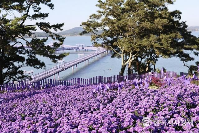 퍼플섬 아스타꽃