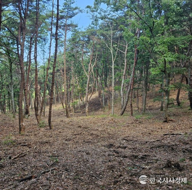 하반기 산불취약지 숲가꾸기