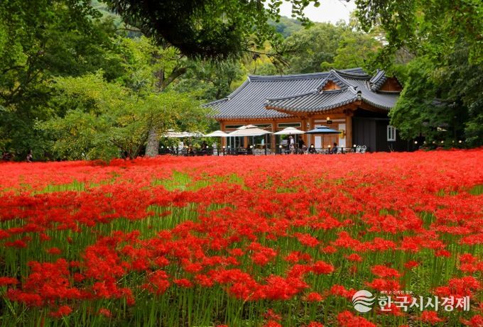 고창 선운산 꽃무릇