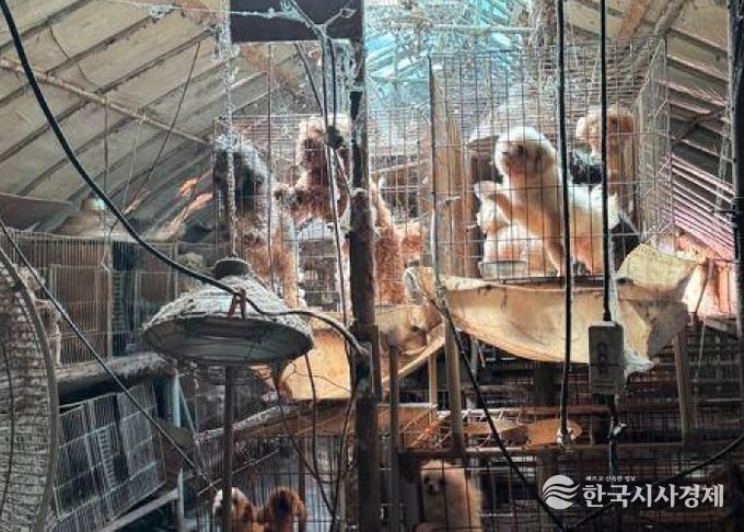 미용 실습 사육견 58마리 구조·보호조치 완료