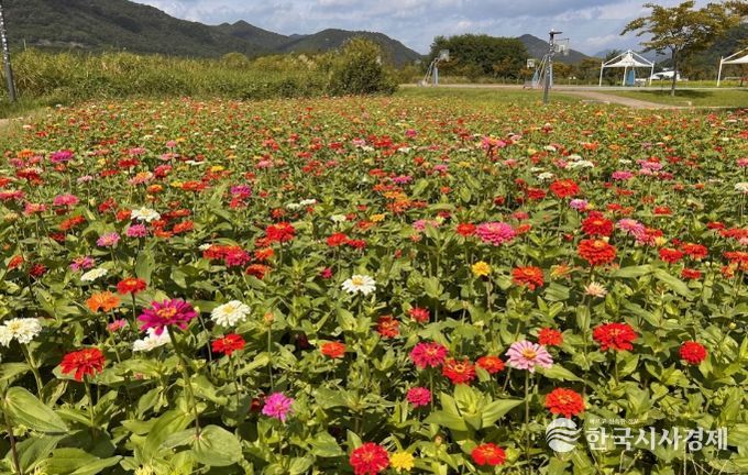 황산공원 알록달록 백일홍단지