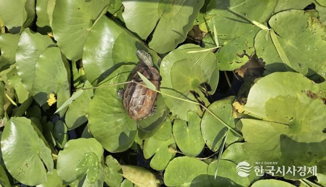 합덕제 남생이 사진