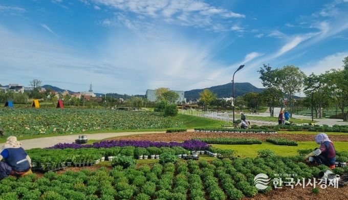 ‘오천그린광장’, 가을꽃 식재로 분주