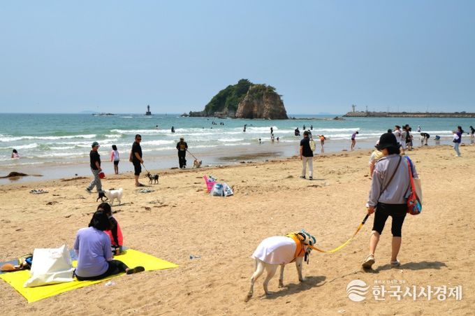 태안을 찾은 반려인과 반려견들 모습.