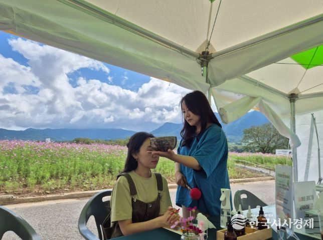 가조온천꽃단지, 분홍빛 황금빛 코스모스 활짝