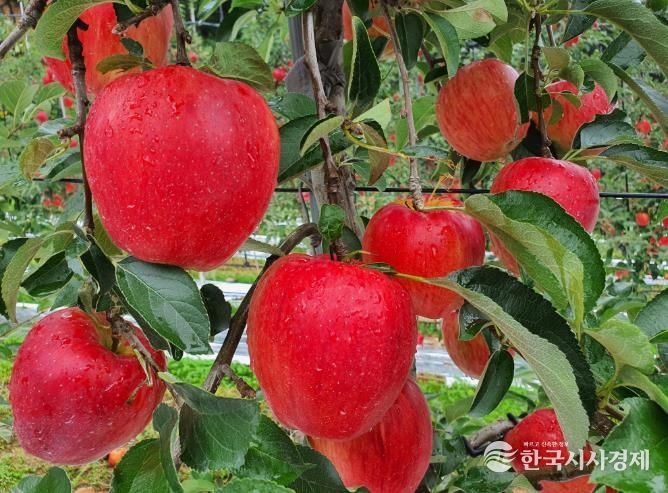 함양 사과, 우수한 품질로 믿고 찾는 대표 과일