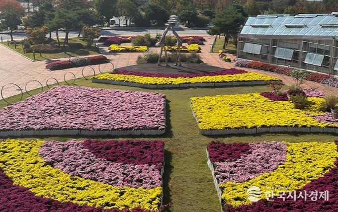 지리산 허브밸리, 가을 햇살에 반짝이는 국화와 코스모스로 물들다!
