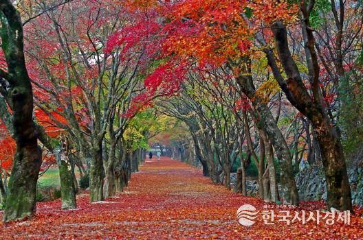 축제는 풍성하게, 관광은 쾌적하게! 확 달라진 정읍의 가을-내장산