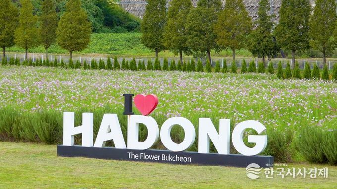 하동 코스모스메밀꽃 사진