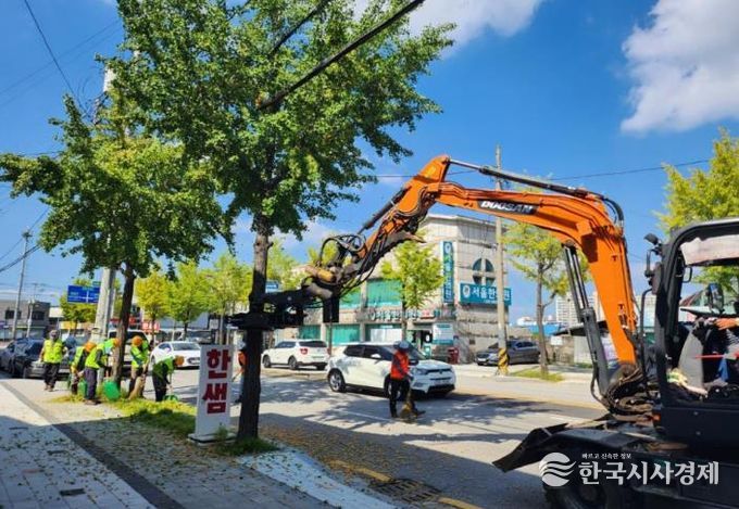 정읍시, 추석 연휴 앞두고 은행열매 조기 채취… 시민 불편 해소 총력