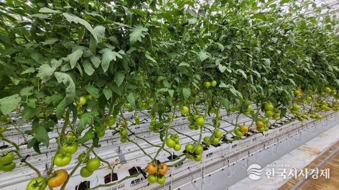 임대형 스마트팜 토마토 출하
