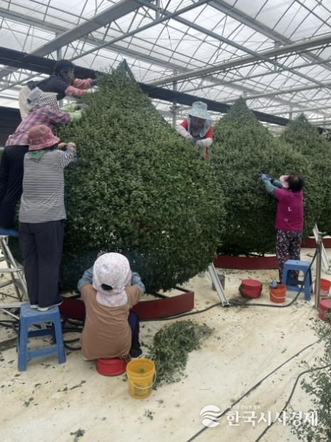 농업기술센터 국화재배포장 국화 유인 작업 모습