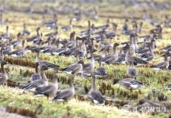 지난 12일 서산 천수만 일원에서 관찰된 겨울 철새 모습