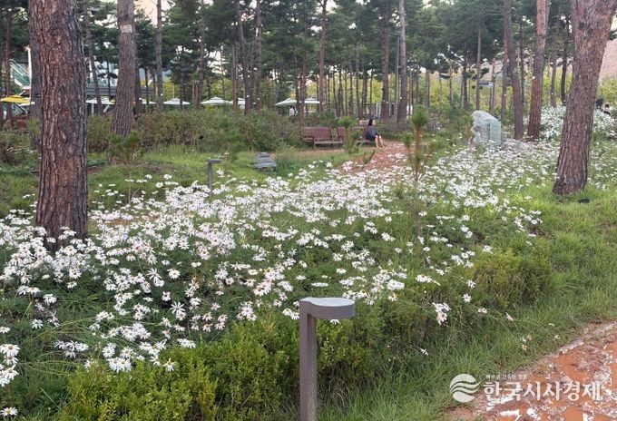 세종중앙공원, 가을꽃 전시회와 함께 즐기는‘가을꽃 산책길’