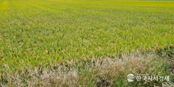 2026년 공공비축미 매입품종 ‘영호진미, 아람’ 선정