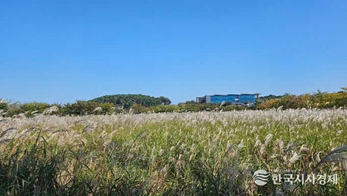 부안 줄포만 노을빛 정원, 가을꽃 물든 환상적 풍경