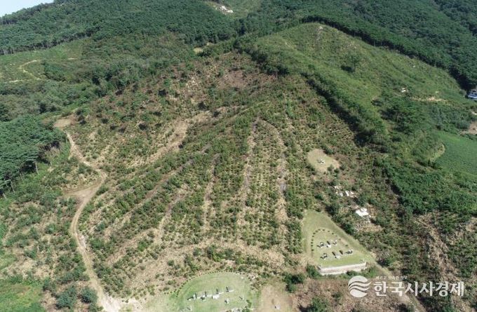 고창군 대산면 상수리나무숲, 산림청 우수조림지 선정