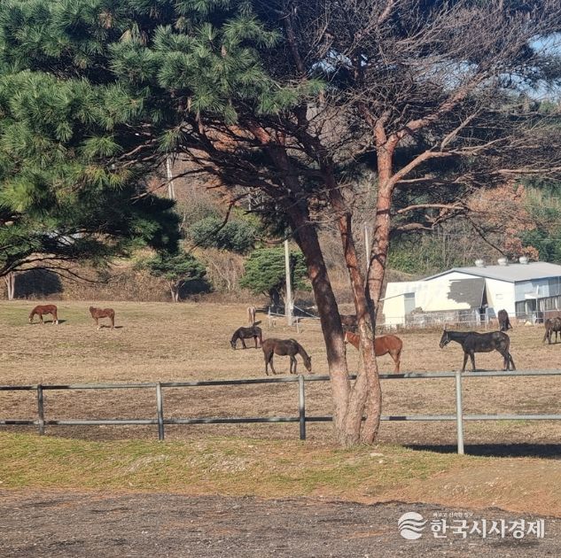 학생승마 지원사업 참여자 추가 모집