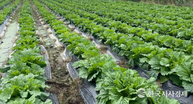 가을배추∙무 병해충 적기 방제