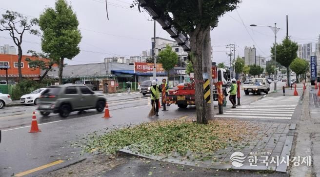 은행나무 열매 조기 제거