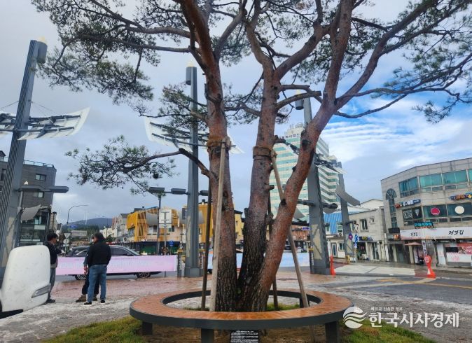 올림픽소나무 표지석 설치