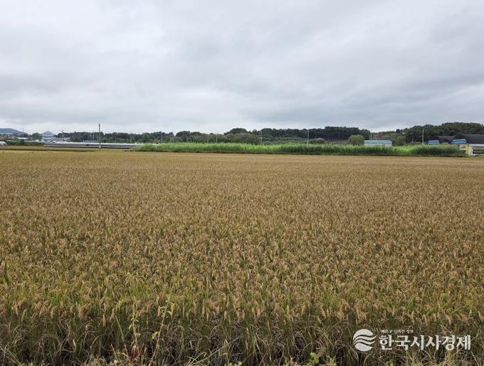 세종시, 벼 깨씨무늬병 피해 조사 실시