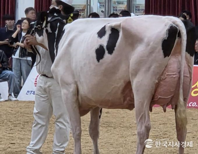 파주시 천호목장, ‘2025년 한국 홀스타인 품평회’ 전국 3위 수상