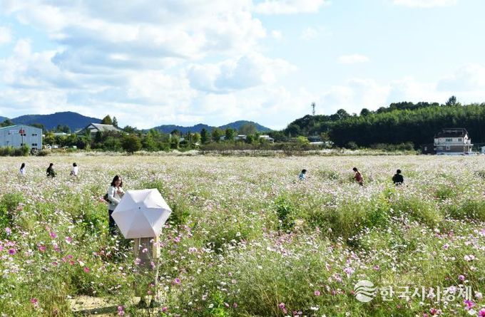 담양군, 코스모스 만개로 가을 정취 물씬