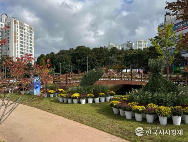 예천군, 국화로 도심 속 가을 향기를 선사하다