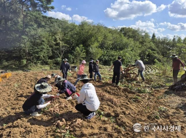 홍성군, 고구마 수확농가 일손 도와