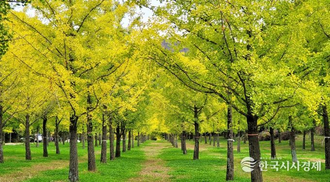단풍과 축제가 어우러진 홍천의 가을