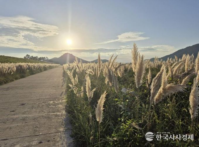 팜파스그라스 길 전경