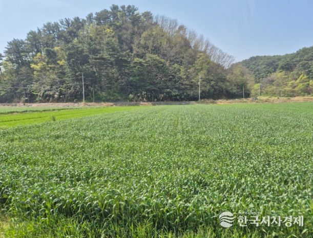 울진군, 맥류 종자 적기 파종 지도