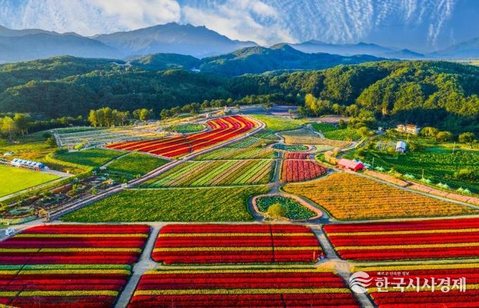 2025 가을, 고석정 꽃밭 화려한 계절의 마침표 찍다