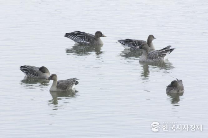 의왕 조류생태과학관, 멸종위기종‘큰기러기’왕송호수에 찾아와