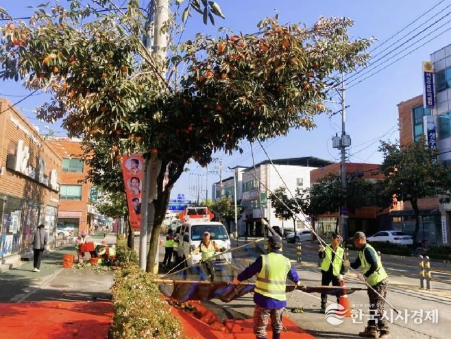 곶감의 고장 상주, 둥시 가로수 감 풍년 수확 '한창'