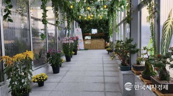 홍성군, 치유쉼터 ‘국화향기 전시 ’ 운영