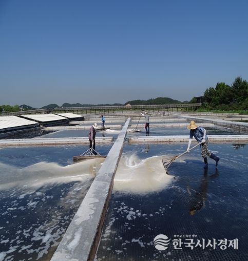 천일염 채취