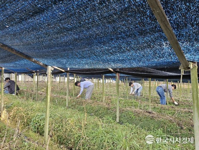 금산군청 맑은물관리과 가을철 농촌일손돕기 모습