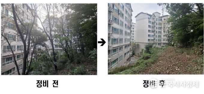 동작구 사당유니드아파트 ‘위험 수목 정비’ 전후 사진