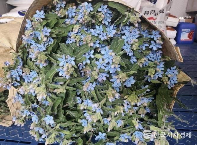 수확 된 ‘옥시페탈륨’