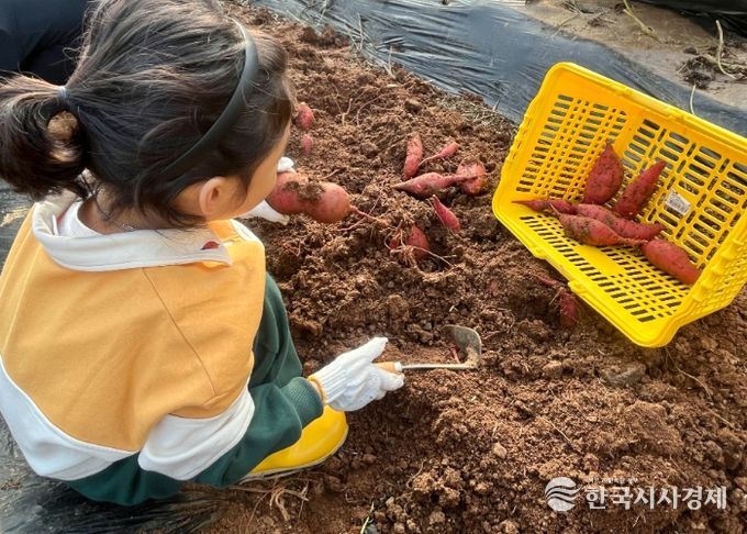 고구마를 수확하고 있는 어린이들