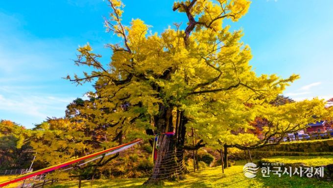 영동군 영국사 은행나무