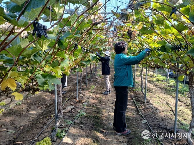 영동군 추풍령면·국악문화예술과·재난안전과, 고령 농가 일손 돕기